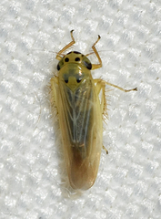 Macrosteles parvidens