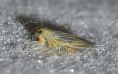 Macrosteles parvidens