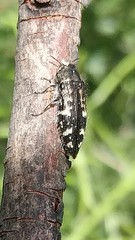 Acmaeodera connexa