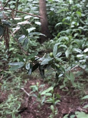 Ilex myrtifolia