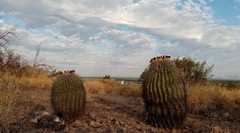 Ferocactus emoryi emoryi