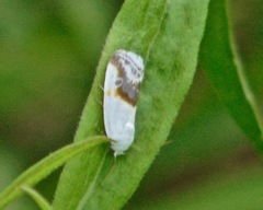 Ponometia binocula