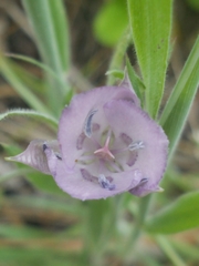 Calochortus nudus