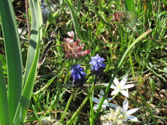 Muscari neglectum