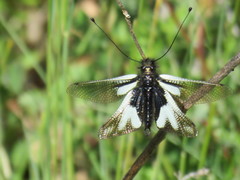 Libelloides coccajus