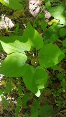 Dioscorea quaternata