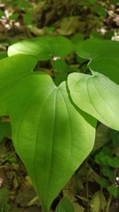 Dioscorea quaternata