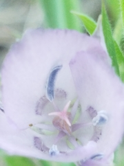 Calochortus nudus