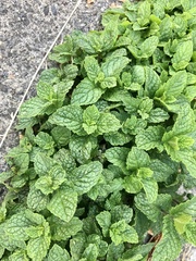 Mentha × rotundifolia