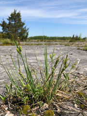 Carex garberi