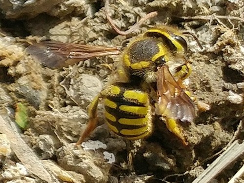 Illustrated Woolcarder Bee photo 5