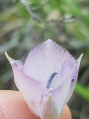 Calochortus nudus