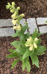 Digitalis grandiflora
