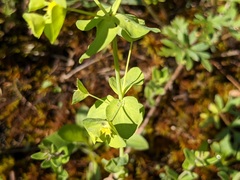 Euphorbia commutata