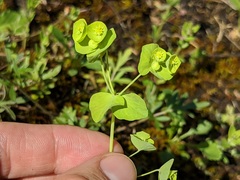 Euphorbia commutata