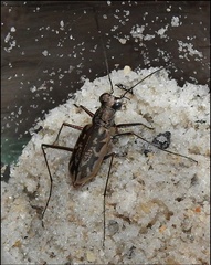 Ellipsoptera