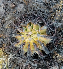 Ferocactus emoryi emoryi