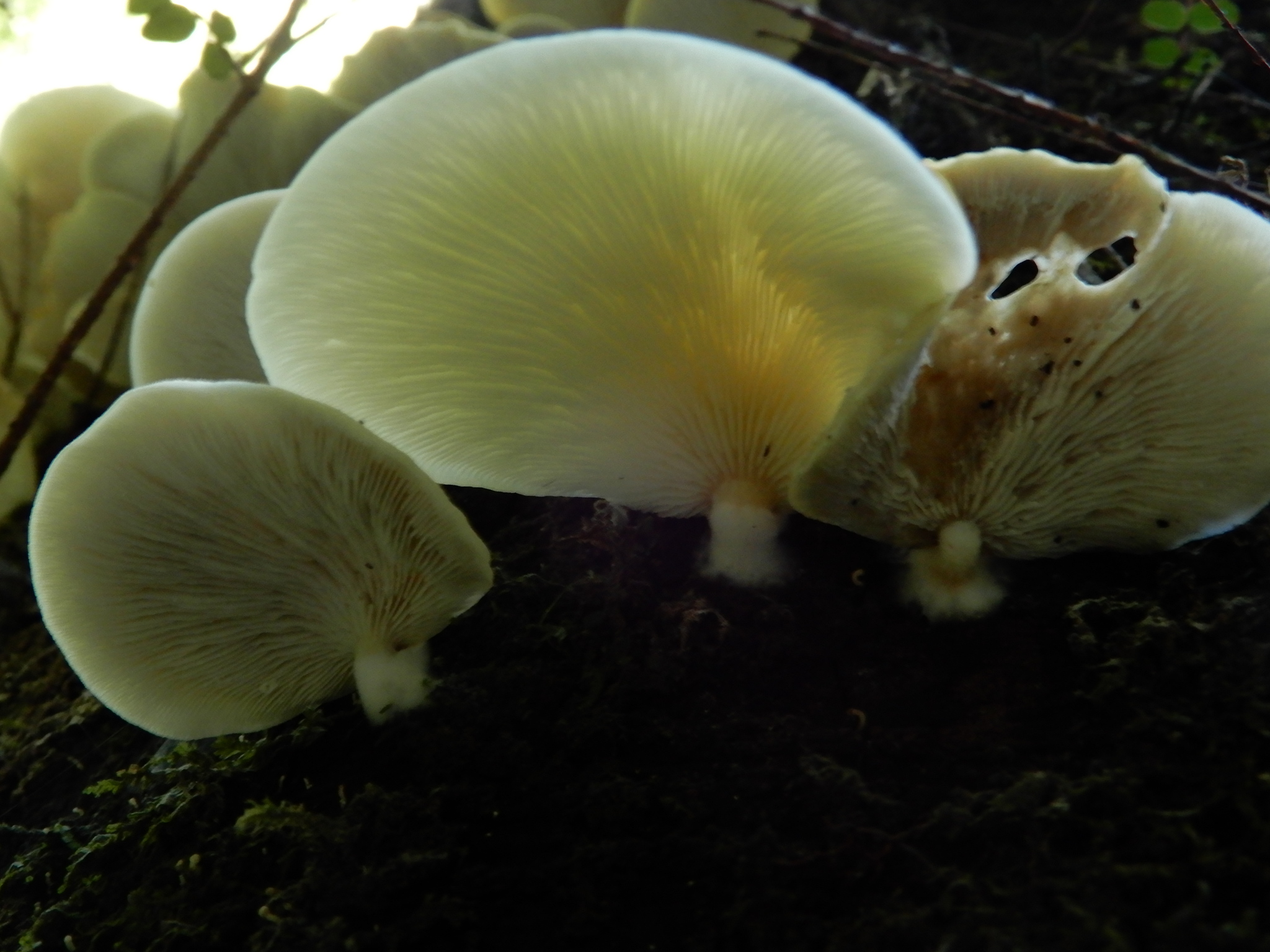 Conchomyces bursiformis image