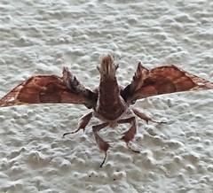 Apatelodes torrefacta