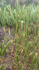Hordeum pusillum