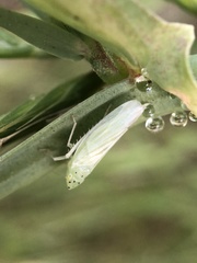 Pagaronia tredecimpunctata