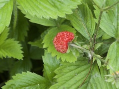 Fragaria