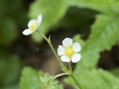 Fragaria