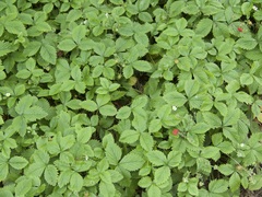 Fragaria