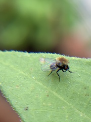 Diptera
