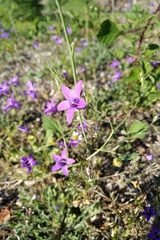 Campanula lusitanica lusitanica