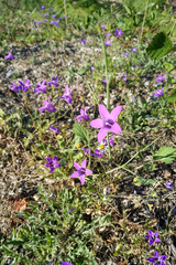 Campanula lusitanica lusitanica