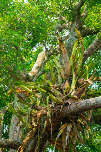 Aechmea tocantina (Aechmea tocantina)