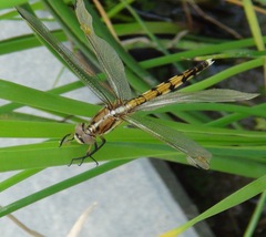 Orthetrum albistylum speciosum