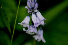 Hyacinthoides non-scripta