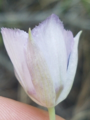 Calochortus nudus
