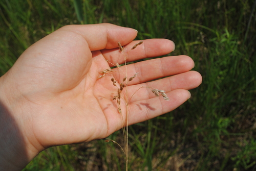 Anthoxanthum nitens iNat (1)
