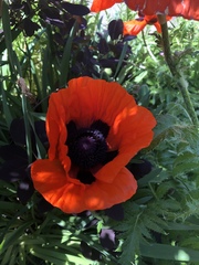 Papaver orientale