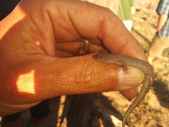 Xantusia vigilis