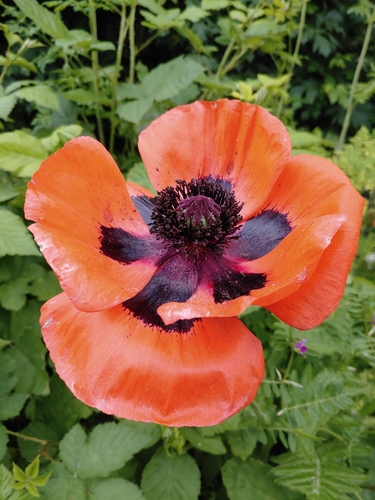Papaver orientale iNat (3)