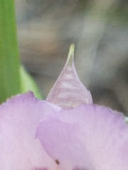 Calochortus nudus