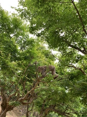 Macaca fuscata fuscata