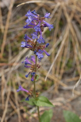 Penstemon pruinosus
