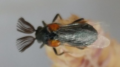 Ripiphorus californicus