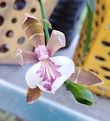 Aspasia epidendroides