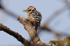 Dendrocopos macei