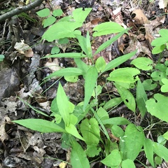 Silphium asteriscus trifoliatum