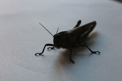 Anacridium aegyptium