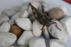 Anacridium aegyptium
