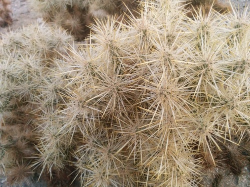 iNaturalist observation photo of Silver Cholla