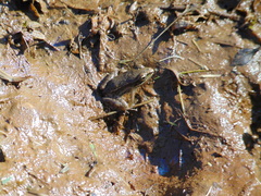 Lithobates sphenocephalus utricularius